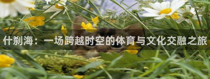 杏鑫代理：什刹海：一场跨越时空的体育与文化交融之旅